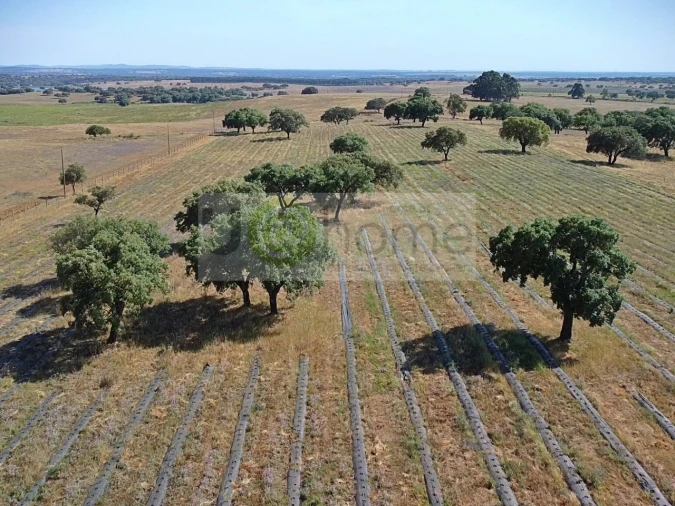 Terreno para Venda em Santiago do Escoural Foto 18