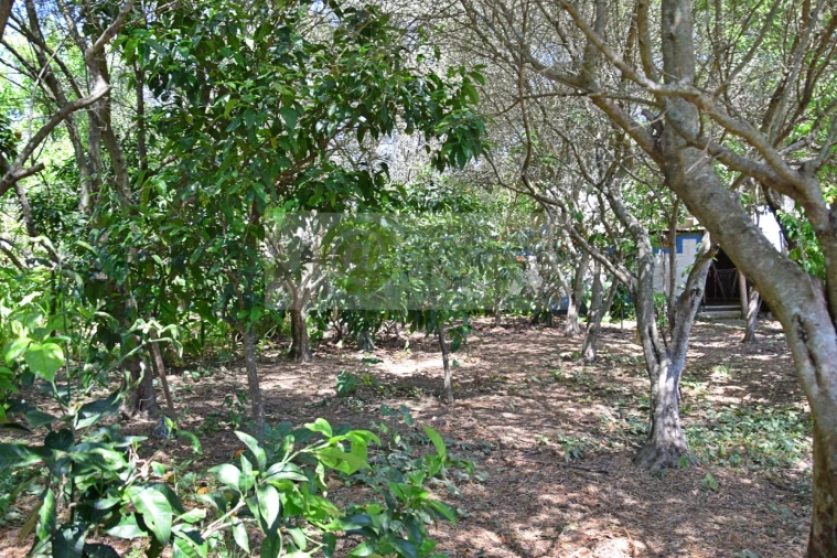 Terreno para Venda em Santiago do Escoural Foto 22