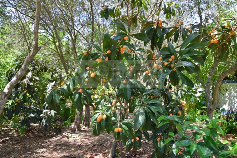 Terreno para Venda em Santiago do Escoural Foto 23