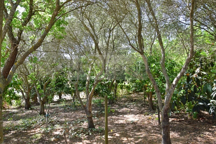 Terreno para Venda em Santiago do Escoural Foto 24