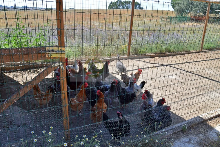 Terreno para Venda em Santiago do Escoural Foto 26