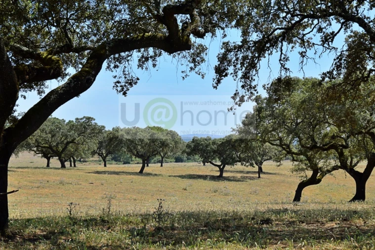 Terreno para Venda em Santiago do Escoural Foto 27