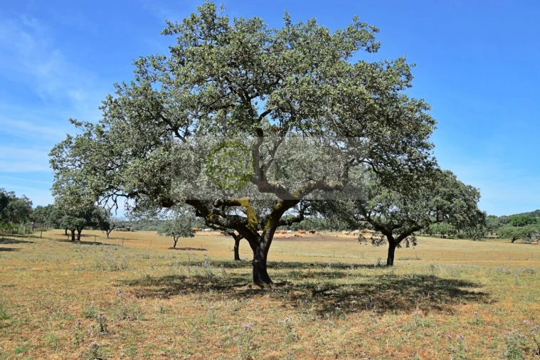 Terreno para Venda em Santiago do Escoural Foto 32