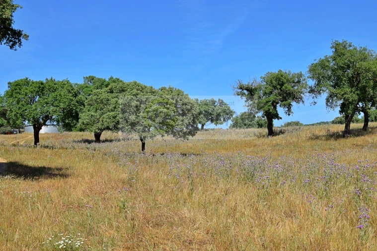 Terreno para Venda em Santiago do Escoural Foto 33