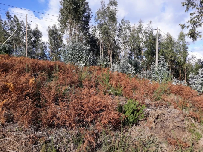 Terreno para Venda em Fonte Arcada e Oliveira Foto 2