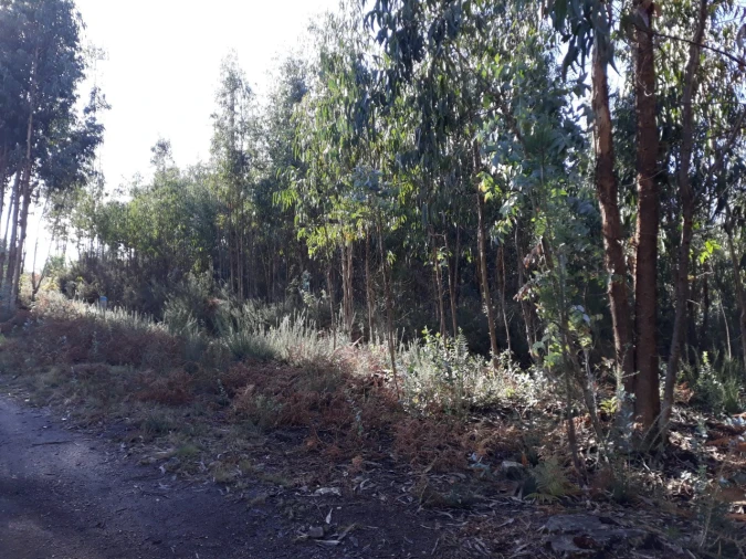 Terreno para Venda em Fonte Arcada e Oliveira Foto 3