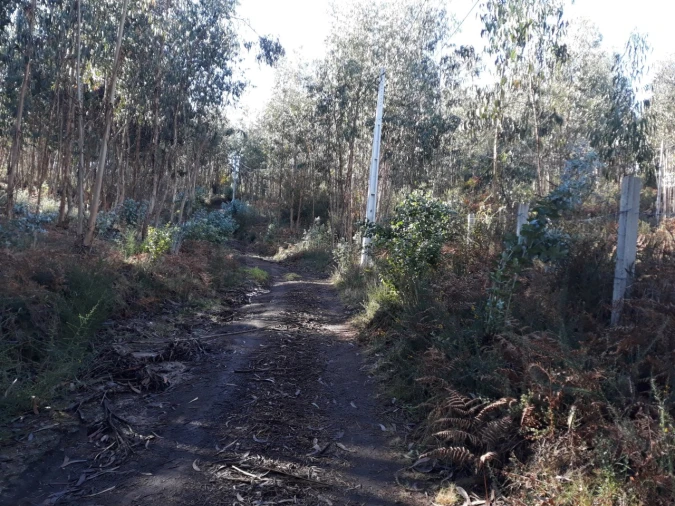 Terreno para Venda em Fonte Arcada e Oliveira Foto 4
