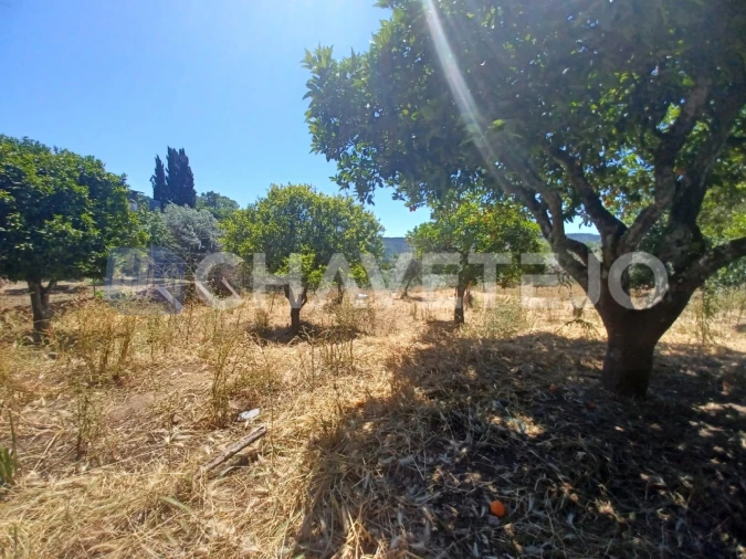 Terreno para Venda em Serra e Junceira Foto 5