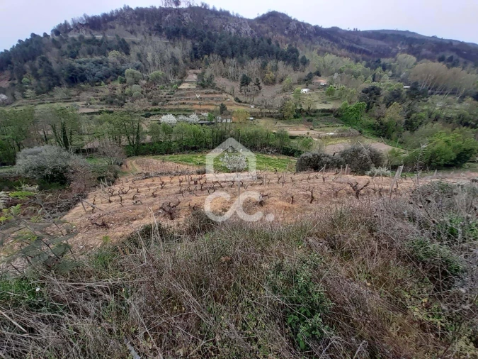 Terreno para Venda em Madalena e Samaiões Foto 10