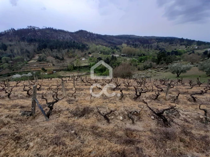 Terreno para Venda em Madalena e Samaiões Foto 2