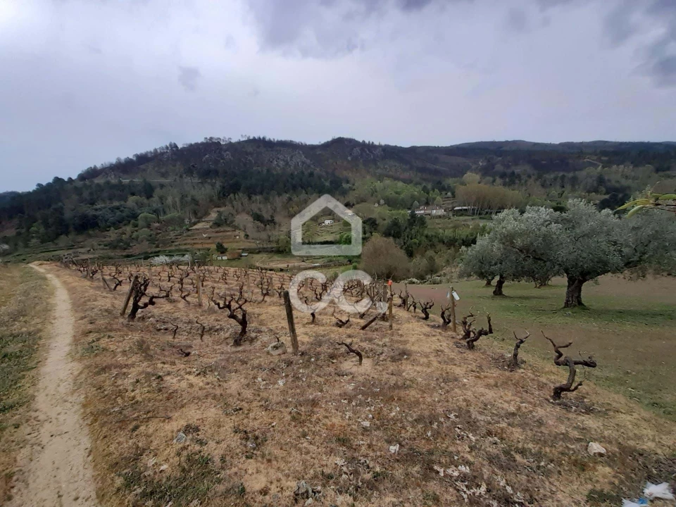 Terreno para Venda em Madalena e Samaiões Foto 1