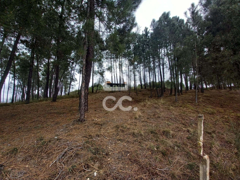 Terreno para Venda em São Pedro de Agostem Foto 25