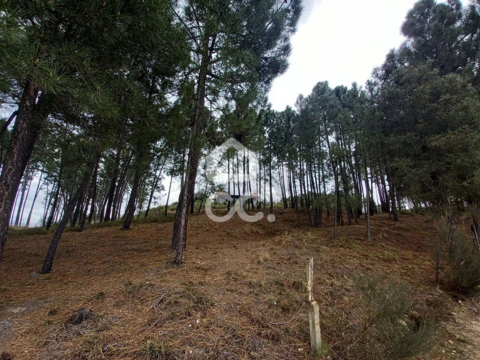 Terreno para Venda em São Pedro de Agostem Foto 11