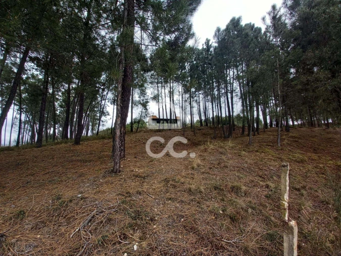 Terreno para Venda em São Pedro de Agostem Foto 25