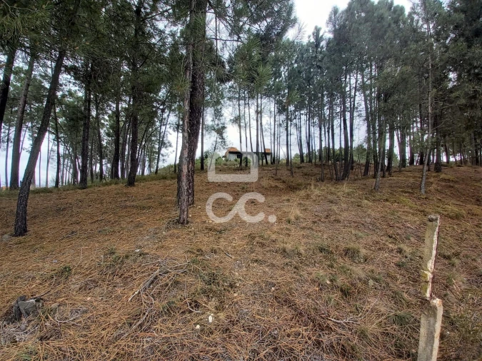 Terreno para Venda em São Pedro de Agostem Foto 9