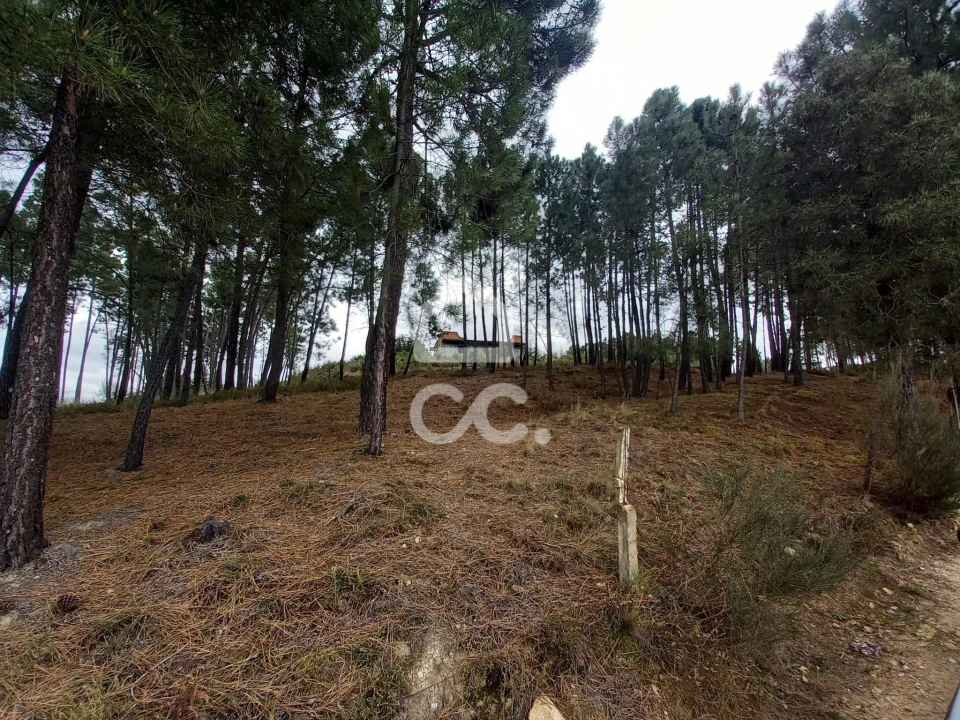 Terreno para Venda em São Pedro de Agostem Foto 4