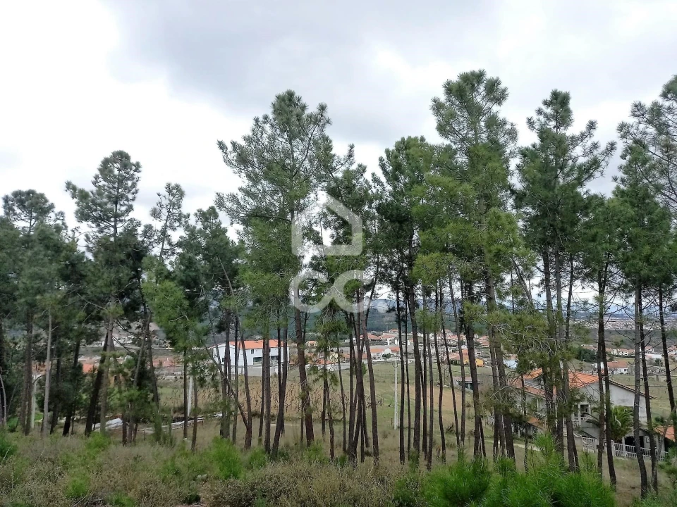 Terreno para Venda em São Pedro de Agostem Foto 2