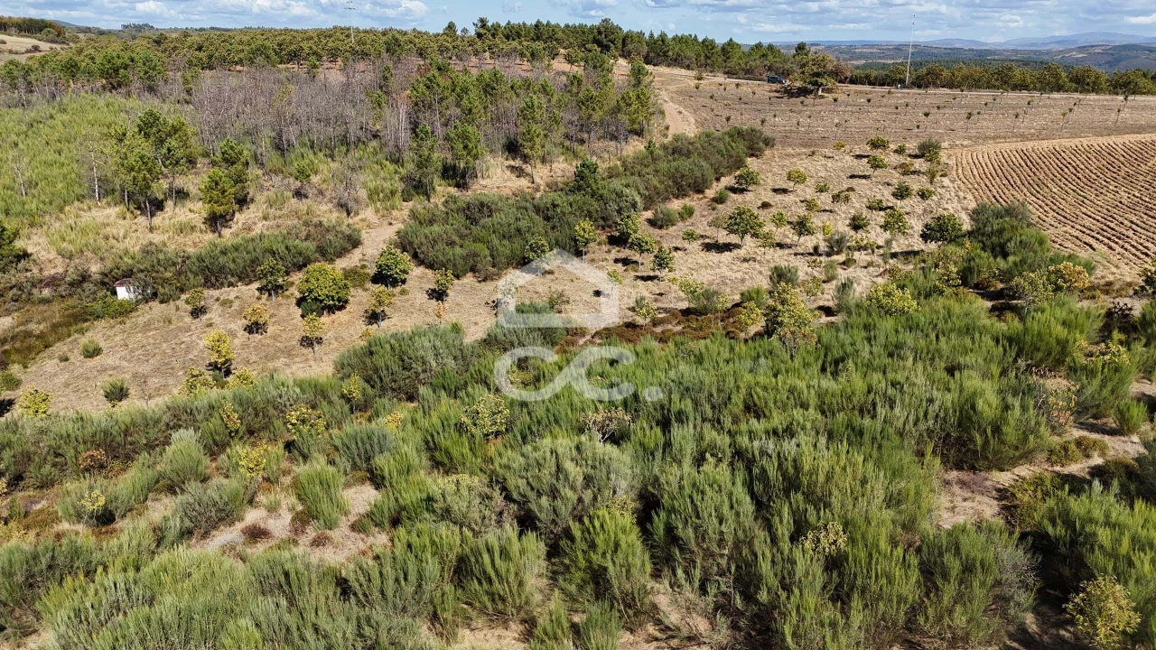 Terreno para Venda em São Vicente Foto 14