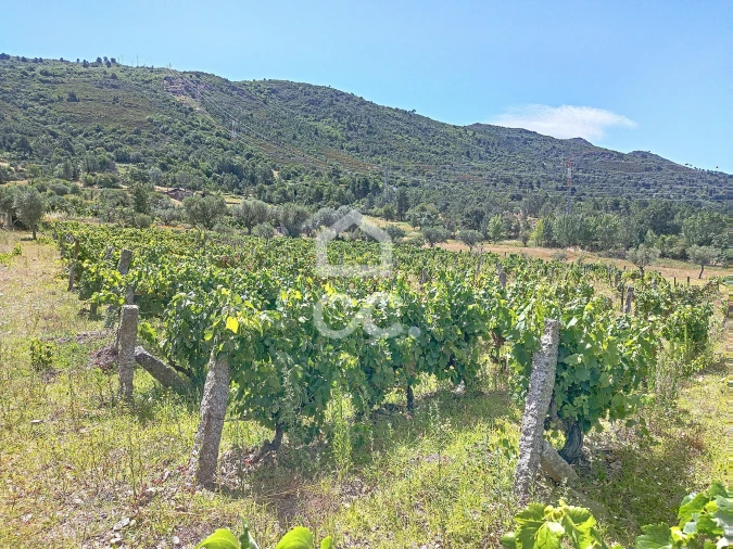 Terreno para Venda em Vilar de Nantes Foto 13