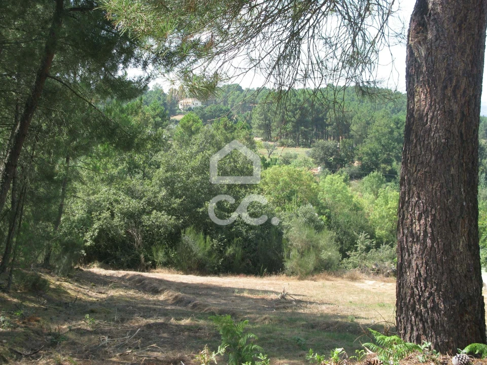 Terreno para Venda em São Pedro de Agostem Foto 5