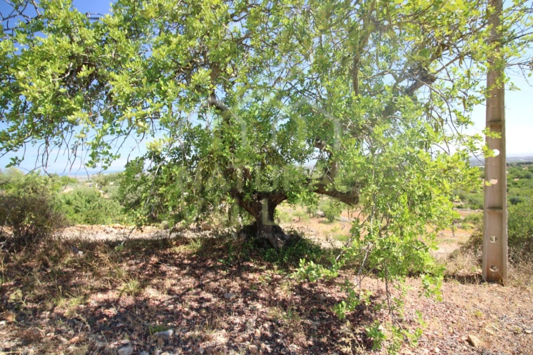 Terreno Misto para Venda em Conceição e Estoi Foto 5