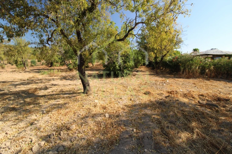 Terreno Misto para Venda em Conceição e Estoi Foto 6