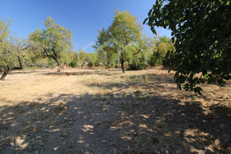 Terreno Misto para Venda em Conceição e Estoi Foto 7