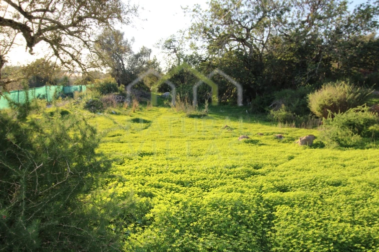 Terreno Misto para Venda em Pechão Foto 3