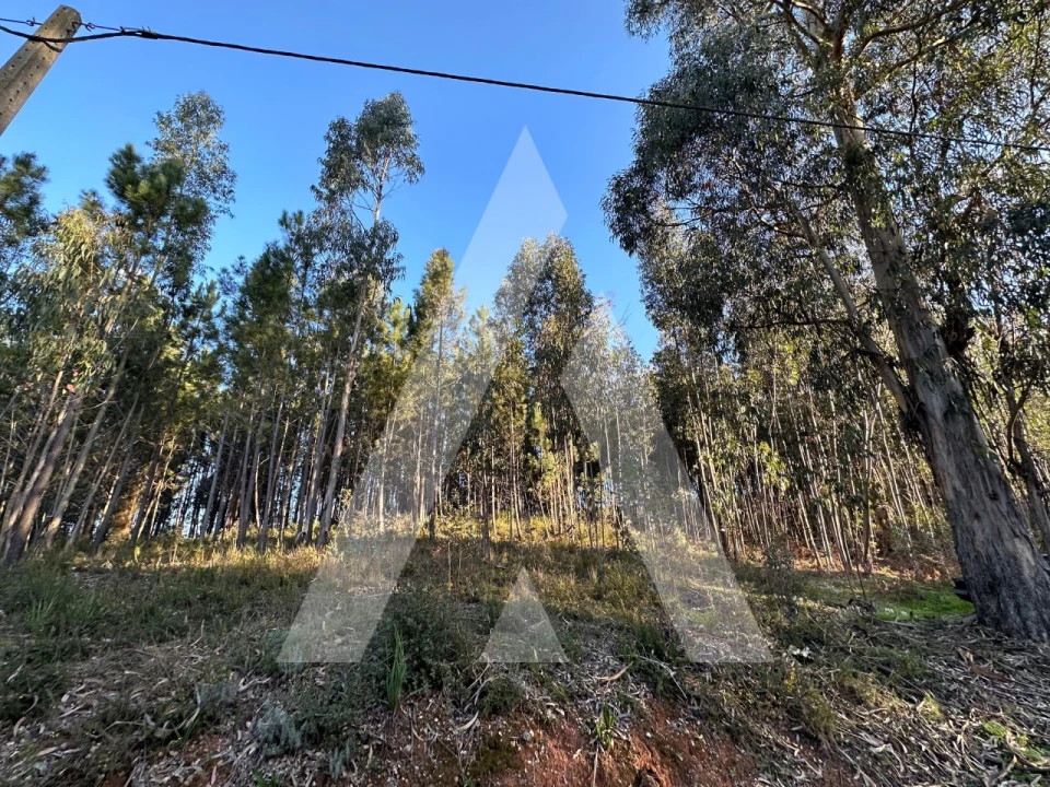 Terreno para Venda em Pussos São Pedro Foto 5