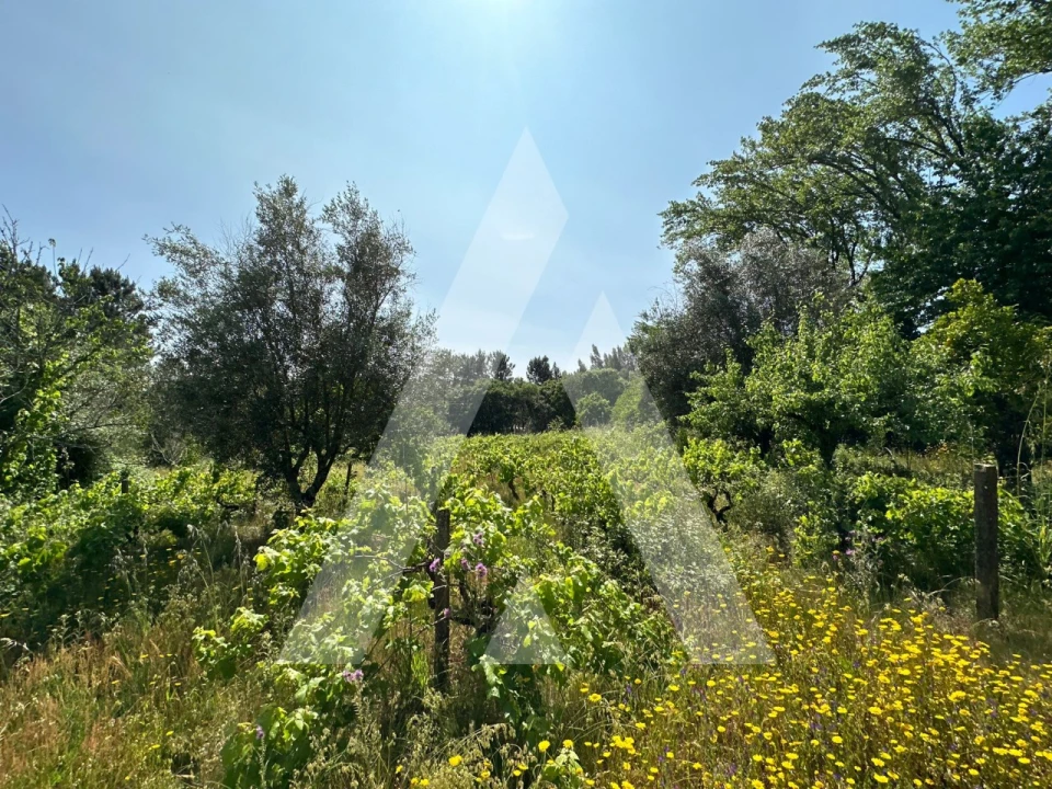 Terreno para Venda em Pussos São Pedro Foto 11