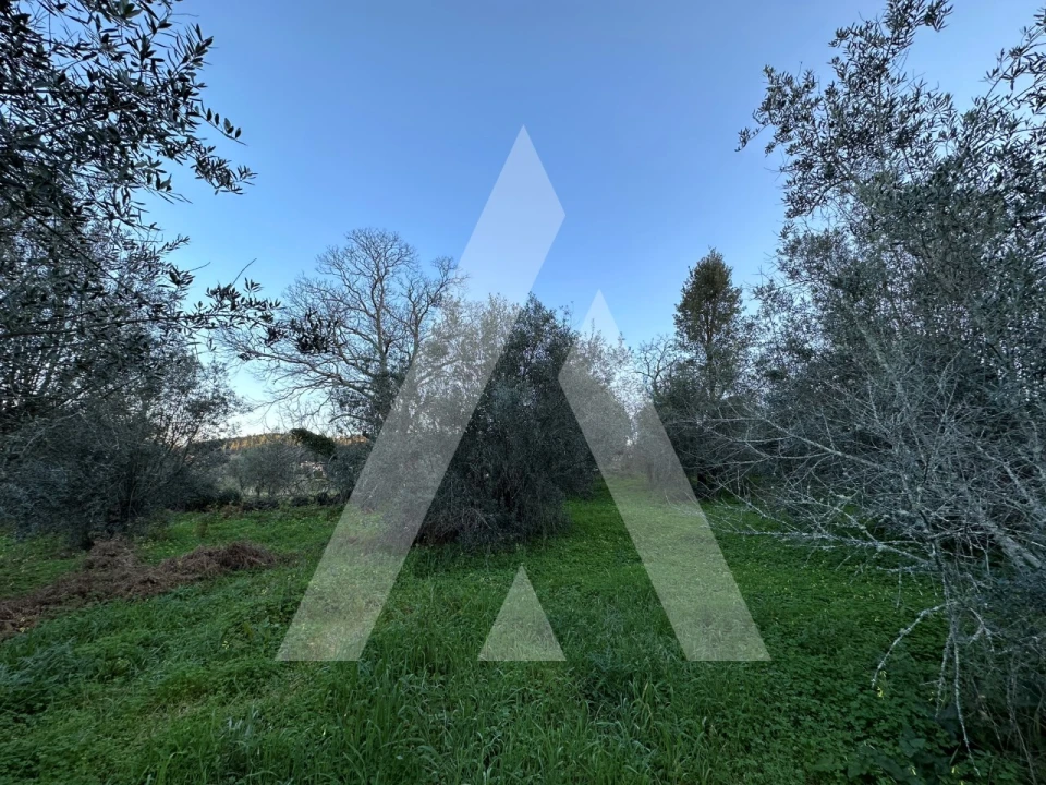 Terreno para Venda em Alvaiázere Foto 6