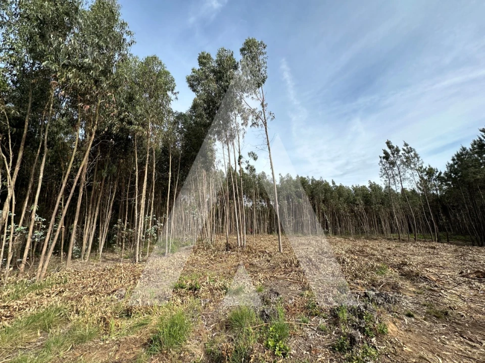 Terreno para Venda em Maçãs de D. Maria Foto 27