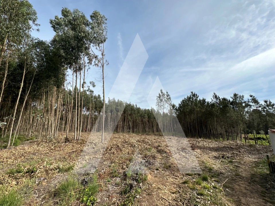 Terreno para Venda em Maçãs de D. Maria Foto 32