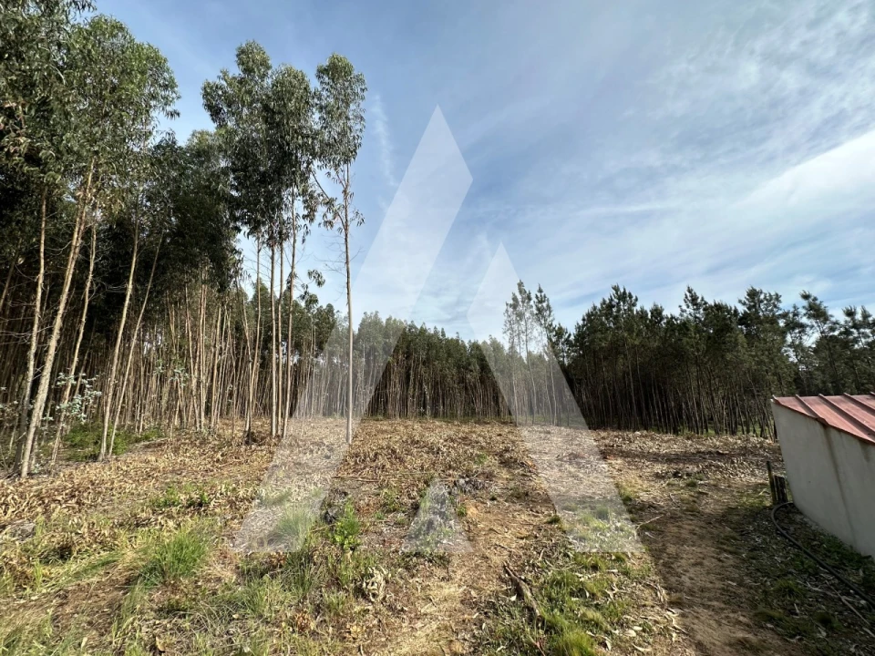 Terreno para Venda em Maçãs de D. Maria Foto 40