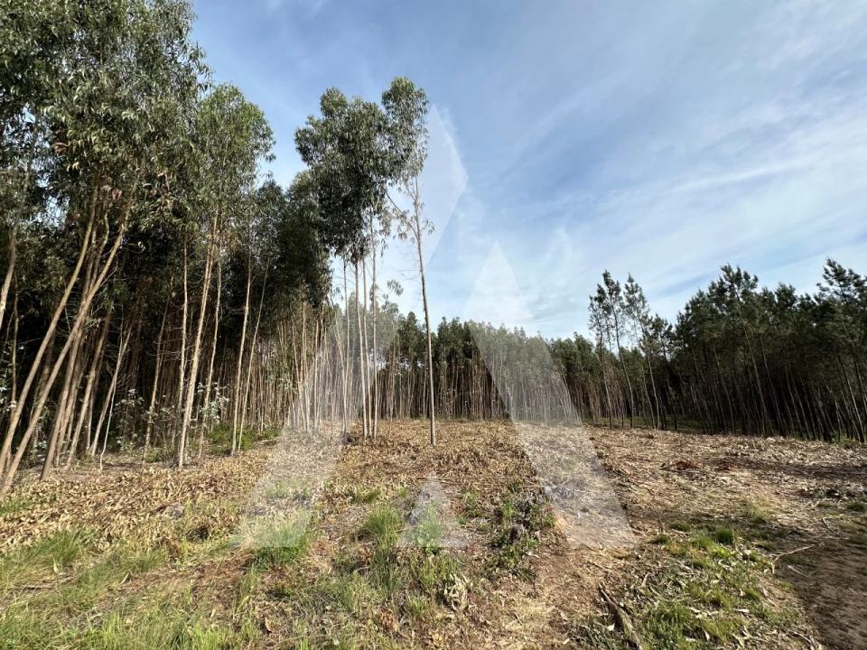 Terreno para Venda em Maçãs de D. Maria Foto 41