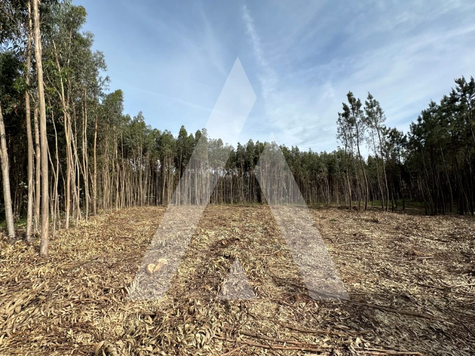 Terreno para Venda em Maçãs de D. Maria Foto 45