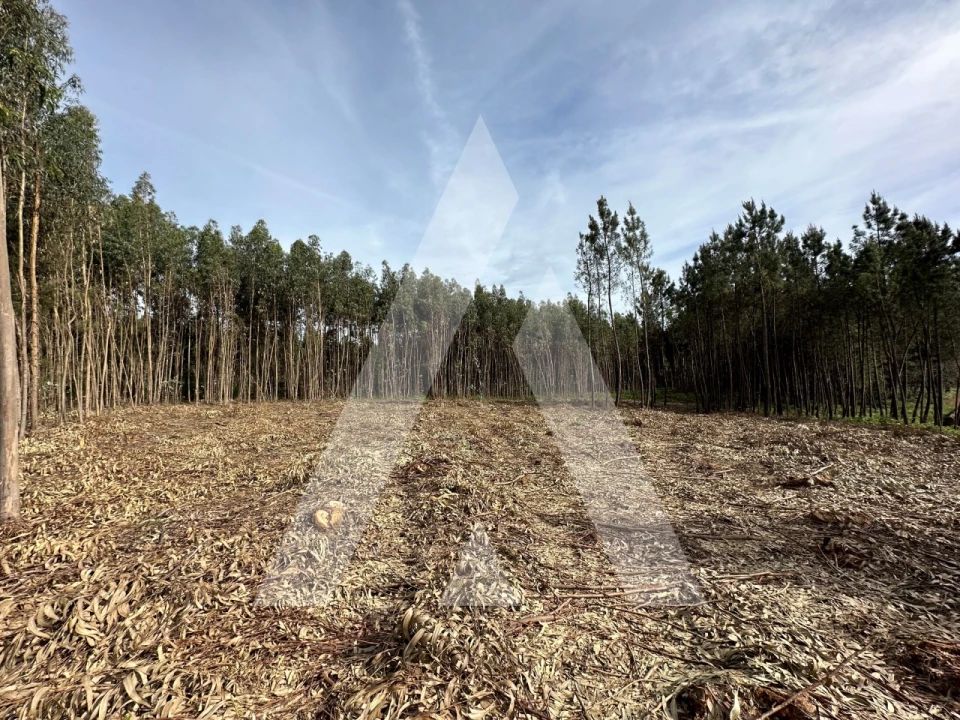 Terreno para Venda em Maçãs de D. Maria Foto 47