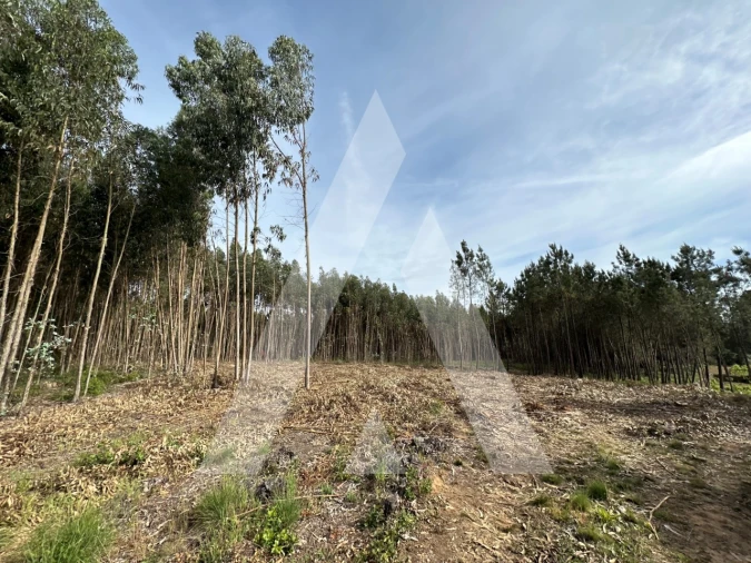 Terreno para Venda em Maçãs de D. Maria Foto 24