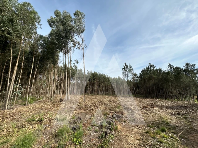 Terreno para Venda em Maçãs de D. Maria Foto 25