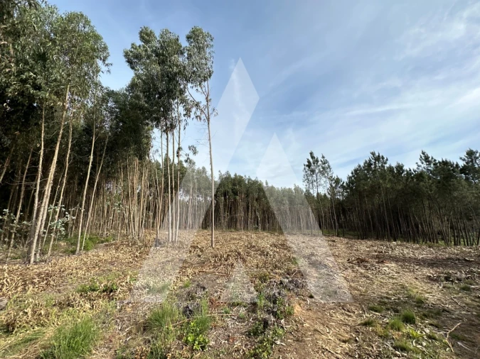 Terreno para Venda em Maçãs de D. Maria Foto 26