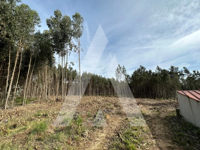 Terreno para Venda em Maçãs de D. Maria Foto 40