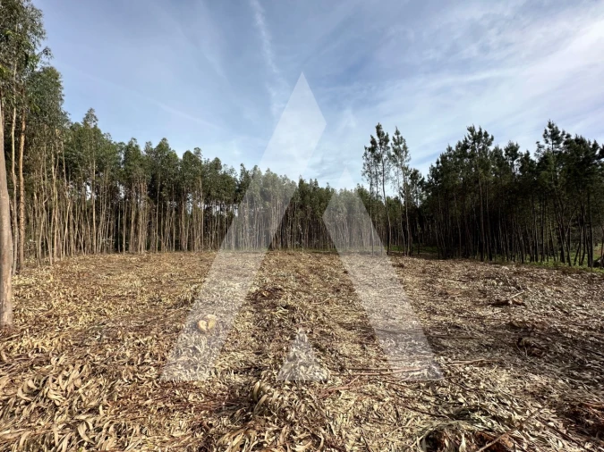 Terreno para Venda em Maçãs de D. Maria Foto 47
