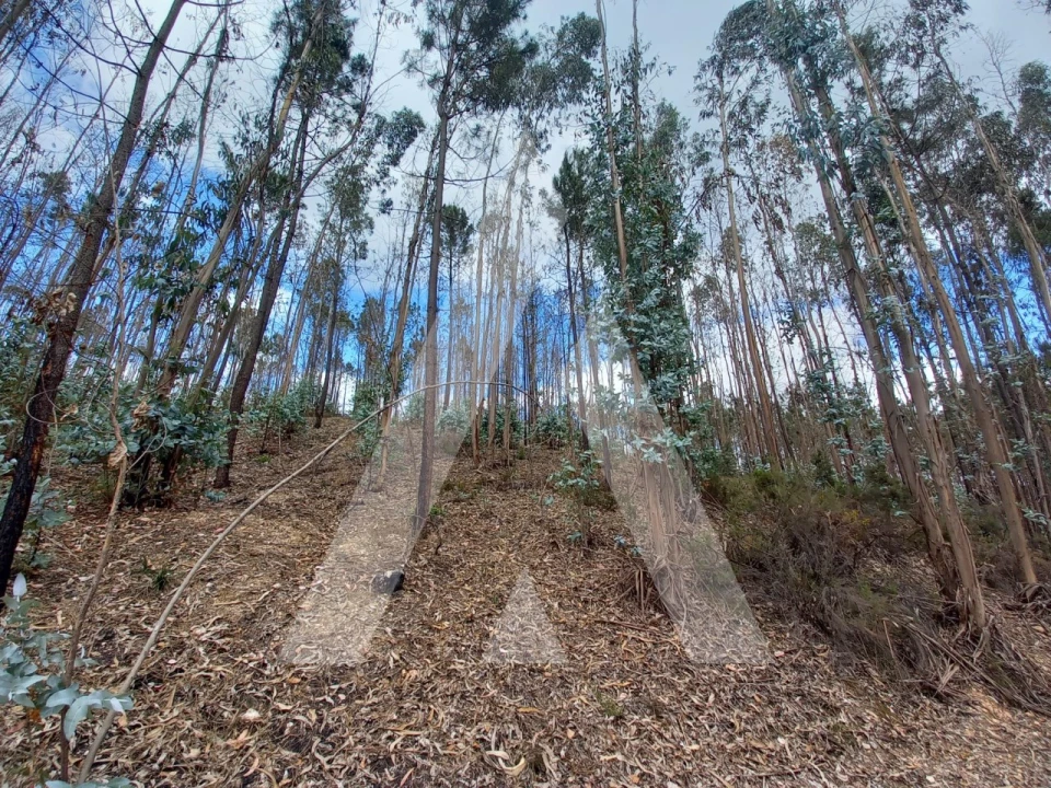 Terreno para Venda em Espite Foto 4