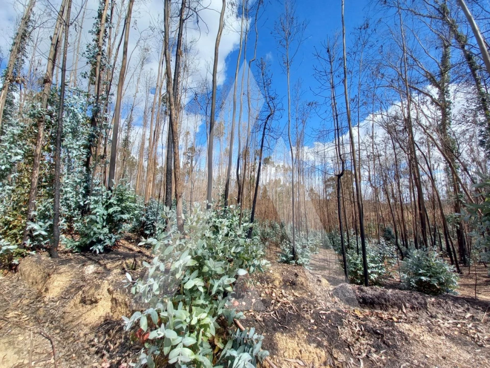 Terreno para Venda em Espite Foto 15