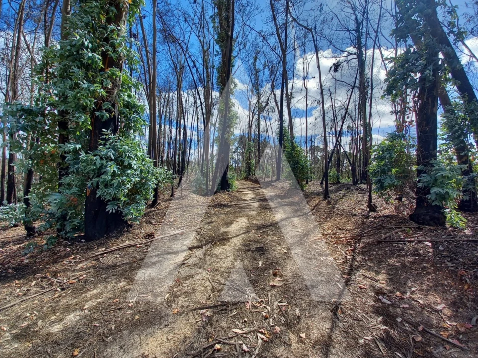 Terreno para Venda em Espite Foto 16