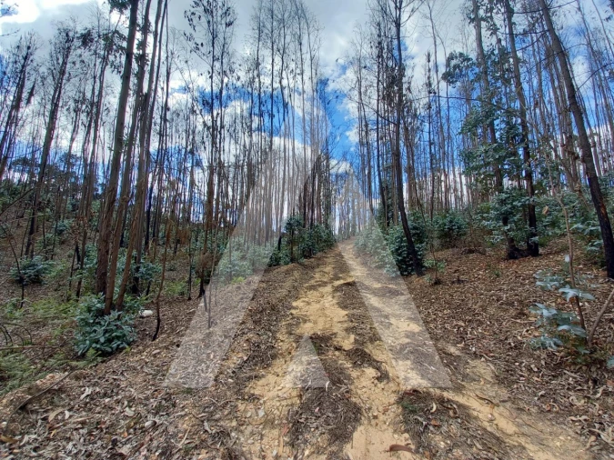 Terreno para Venda em Espite Foto 3