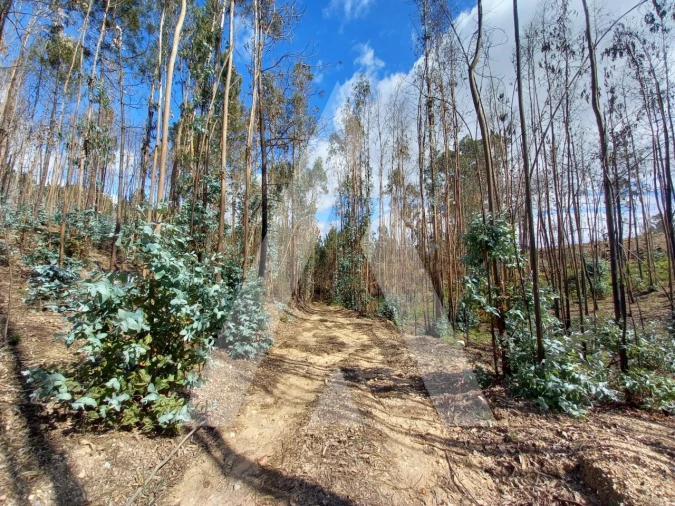 Terreno para Venda em Espite Foto 12