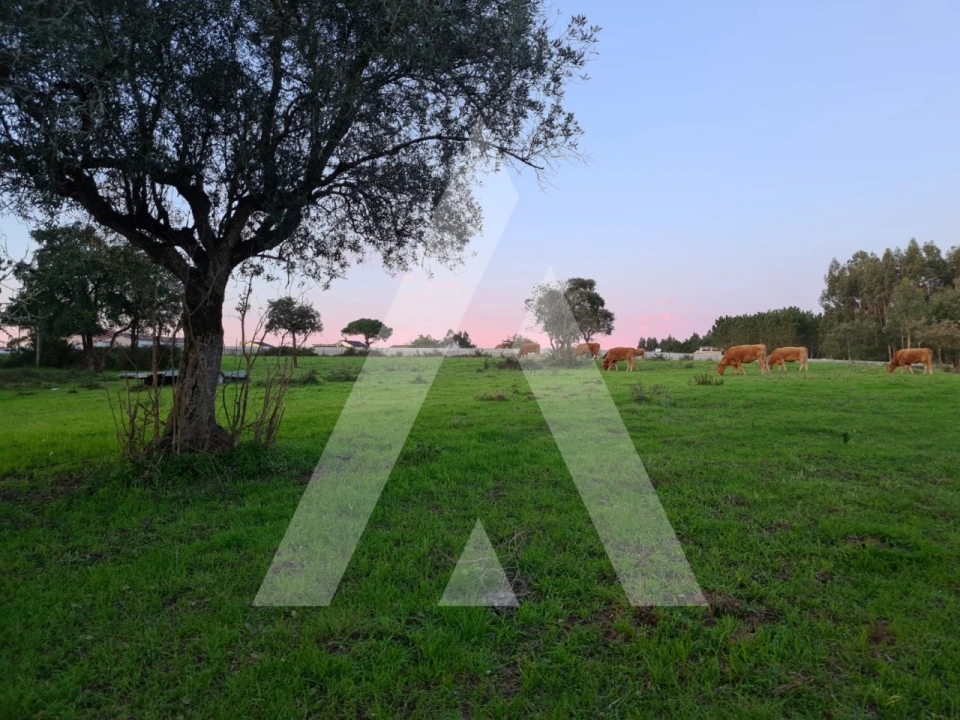 Quinta T5 para Venda em Souto da Carpalhosa e Ortigosa Foto 28