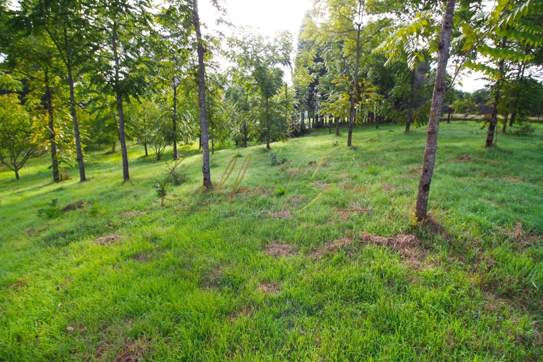 Terreno para Venda em Oliveira do Bairro Foto 6