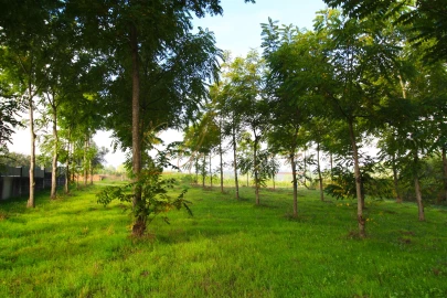 Terreno para Venda em Oliveira do Bairro